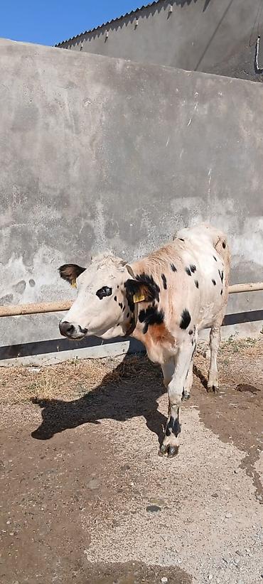 Mal-qara: Sudluk cinsdi 45gundu kelinde alıb anasıda mendedi özüdə süni — 6
