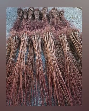 Tinglər: Məhsul: meyvə tingləri Xüsusiyyətlər: - Hər növ meyvə tingləri — 6