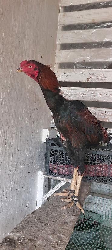 Heyratı beçə 11 aylıq. superq qan daş pipik heyvandır. istəyən vodsapa