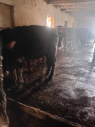 Коровы, быки: Продаю | Бык (самец) | На откорм — 8