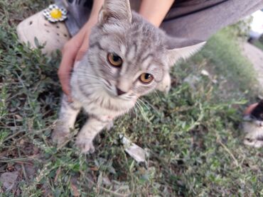 дом для кош: Отдам котёнка в хорошие руки, девочка, ухоженная,нашлипомылиблох