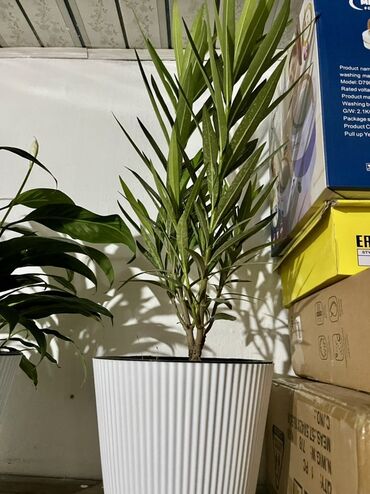 комнатные растения оптом: Комнатное растение в декоративном кашпо - Вид: олеандр/нериум