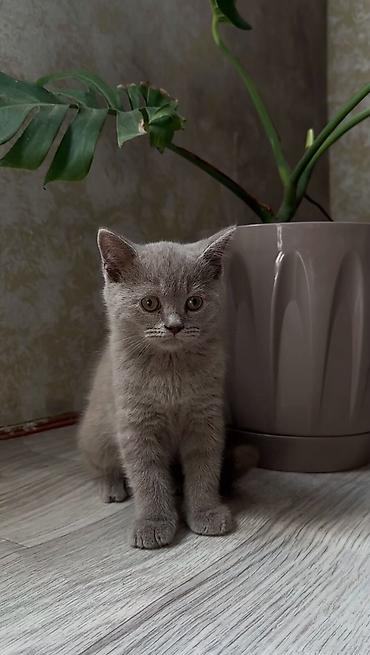 Кошки: Шотландская — 3