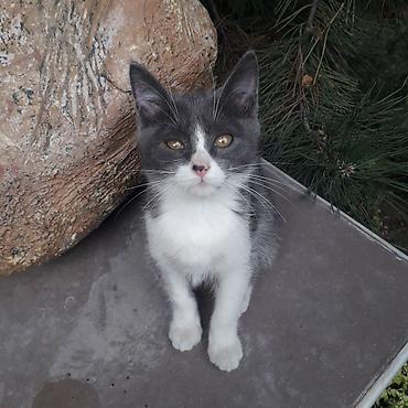 отдам даром кошка: 3 месяца, Мальчик, Приучена к лотку — 4