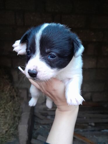 İtlər: Zvonok, 1 ay, Dişi, Ünvandan götürmə — 4