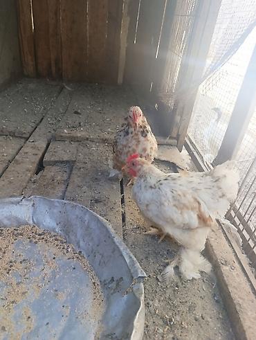 quslar haqqinda melumat: Koxin beçələr 5 aylıqdılar qiymət birinə aiddi sağlamdılar — 7