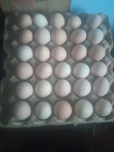 яйца утки: Подаются домашние куриные яйца. Пишите на вотцап
