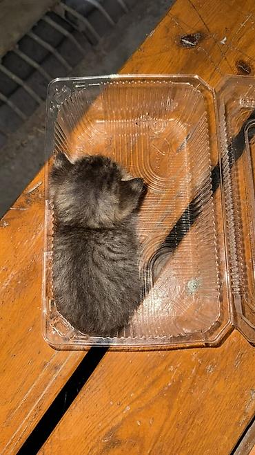 свинкс кошка: Срочно нашла котенка ищу ему передержку ему около 2 недель оставить — 3