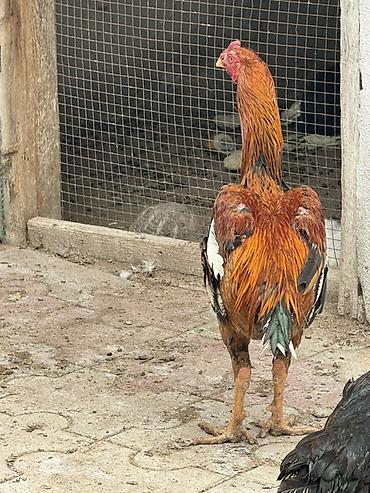 toyuq növləri: Aseel tipli xoruz 9 aylıq saglam ban vurur - Rəng: qızılı-qara ağ — 3