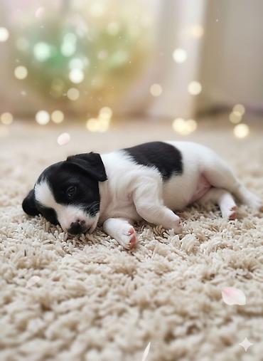 Продажа собак: Щенки спаниеля 🐶 Город: Кант Продаются щенки чистокровного спаниеля: 🐾 — 10