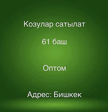 токмок собака: Продаю | Козлёнок | Для разведения — 1