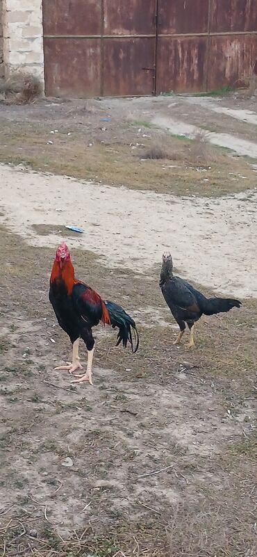 Toyuqlar: Toyuq, Damazlıq, Ödənişli çatdırılma — 1