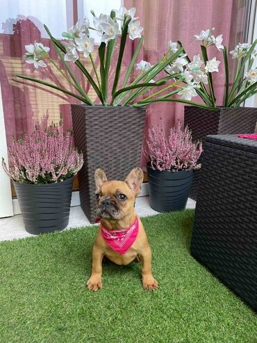 Psi: Odgajivacnica "Happy Puppies" ima u ponudi prelepe stence francuski na lalafo.rs — 10 Psi: Odgajivacnica "Happy Puppies" ima u ponudi prelepe stence francuski — 10