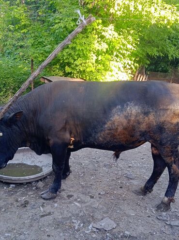 бельгийский бык: Продаю | Бык (самец)