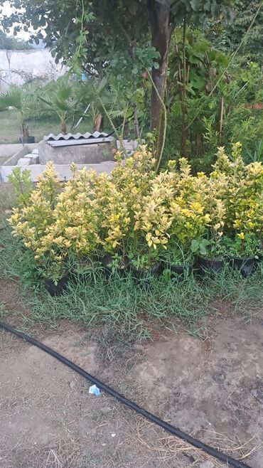 Tinglər: Həmişəyaşıl dekorativ kollar – qablarda - Növ: Euonymus japonicus — 5