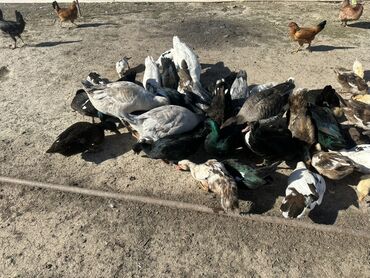 Ördəklər: Salam Aleykum Satılır Ördək Qaz Ördək Cücəsi Toyoq 36 Ədəd Lal Ördək — 16