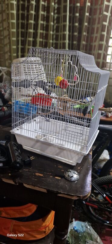 купить хамелеона в баку: Quş qəfəsi – aksesuarlarla birlikdə - Material: metal barmaqlıqlar