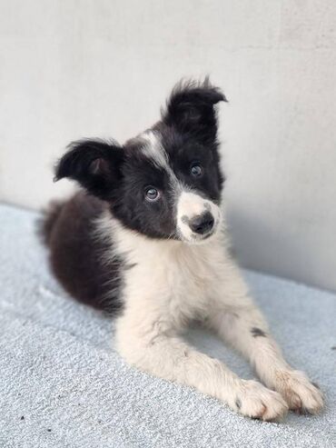 Psi: Štenci Border Collie oštenjeni 01. juna očišćeni od parazita više — 1