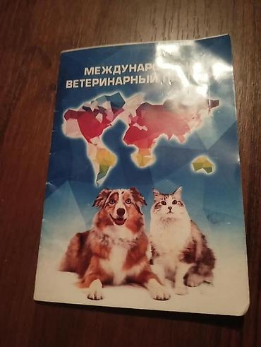 малинкие кошки: Пушистая кошка с выразительной мордочкой и длинным хвостом — 10
