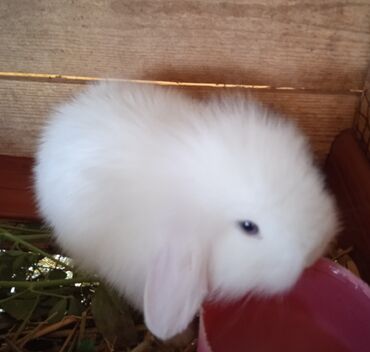 boz dovşan: Вислоухие карликовые крольчата 15₼ Возраст 1 месяц. Здоровые. В
