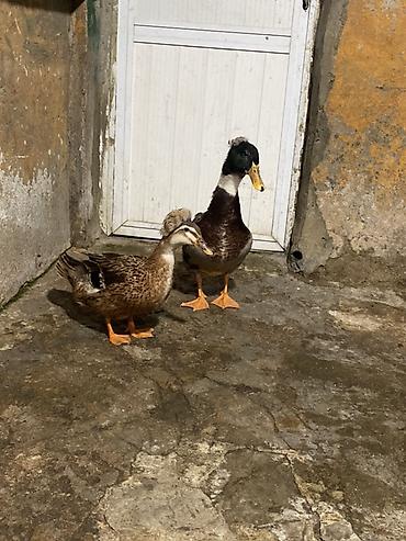 Ördəklər: Erkək, Ətlik, Ünvandan götürmə — 4