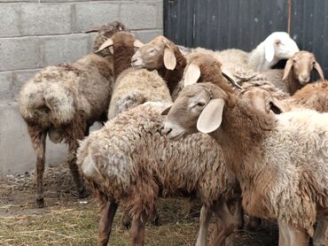 хомяк домашний купить: Сатам | Кочкор (эркек) | Гиссар, Арашан | Союуга, Көбөйтүү үчүн