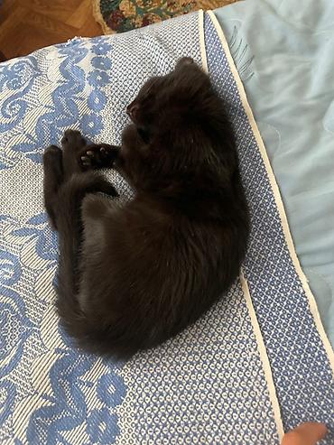 отдам котят даром: Котята, домашние. На фото — малыши классического окраса: черные и — 7