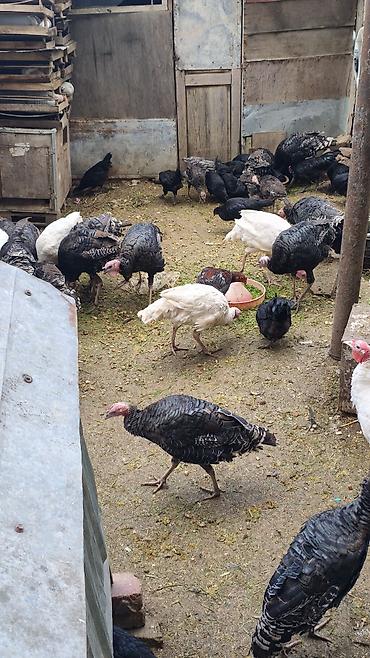K/t heyvanları və malları: Məhsul: Hinduşka quşları tək tək satılmır qiymət maraq üçündü kom — 4