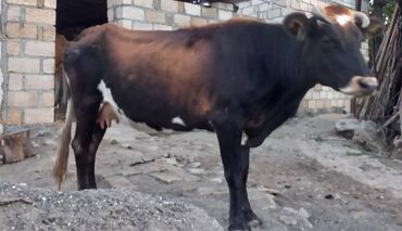 simmental cinsi: Dişi, il: 7, Ətlik, Südlük, Ünvandan götürmə