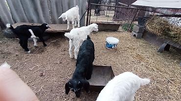 Козы, козлы: Продаю | Козлёнок | Для разведения at lalafo.kg — 10 Козы, козлы: Продаю | Козлёнок | Для разведения — 10