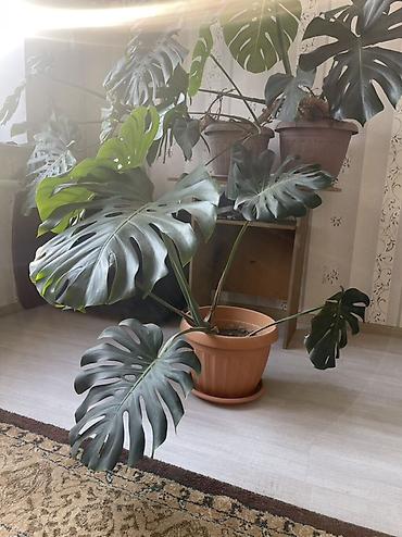 Монстеры: Монстера делициоза (Monstera deliciosa) в крупном пластиковом горшке с — 1