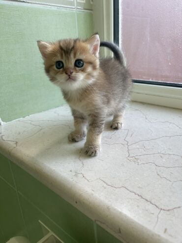 mavi rus pişiyi: Şinşilla, Erkək, Dişi