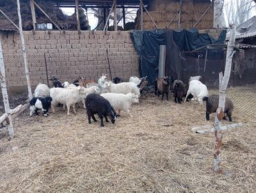 Козы, козлы: Продаю | Коза (самка) | Для разведения | Племенные — 8