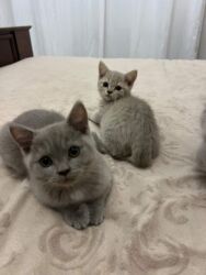 большая клетка для кролика: Шотландская, Самец, Самовывоз, Платная доставка