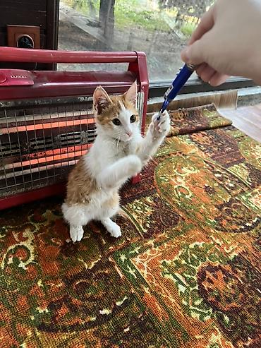животные кот: Кошка даром: Беспородная, 3 месяца, Мальчик — 3