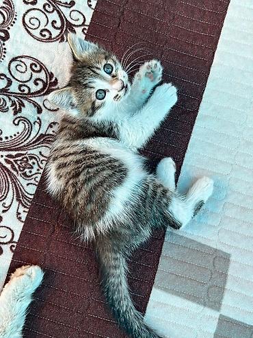 black cat: Котёнок, полосато-белый, короткошёрстный. Окрас: серо-коричневый табби — 2