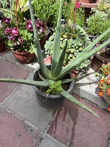 Otaq bitkiləri: Aloe Vera. Müalicəvi növdür. Jeli istifadəyə yararlıdır. Vatsapp