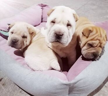 Psi: USREĆITE NEKOGA Prelepi kučići kineske rase ŠAR pei u ponudi 1 ženka i — 8