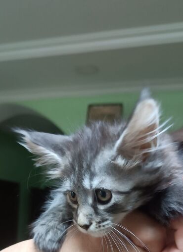 цена померанского шпица: 3 котенка мэйкуны, 2 месяца. 5000 сом каждый