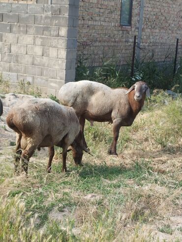 Бараны, овцы: Продаю | Баран (самец) | Гиссарская, Арашан | Для разведения | Племенные