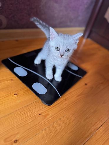 Pişiklər: Şotland — 6