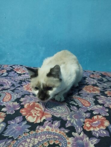 сиамский котенок: Кошка даром: Сиамская, Девочка, Приучена к лотку