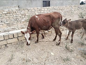 bala pisiklər: Salam tam saglam ana balali inekdir balasi erkekdi isdeyen elaqe — 1