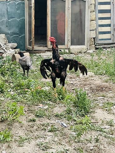 toyuq növləri: Məhsul: Uzunboyun, güclü skeletli cinsindən xoruz Təsvir: - Boyun və — 3
