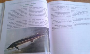 Ensiklopediyalar: Müxtəlif kitablar satılır. Biri 40 manat. "Nərəkimilər - dinozavrların -da lalafo.az — 11 Ensiklopediyalar: Müxtəlif kitablar satılır. Biri 40 manat. "Nərəkimilər - dinozavrların — 11