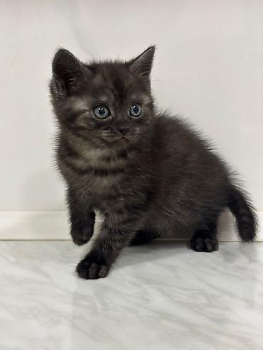 Pişiklər: Britan — 1