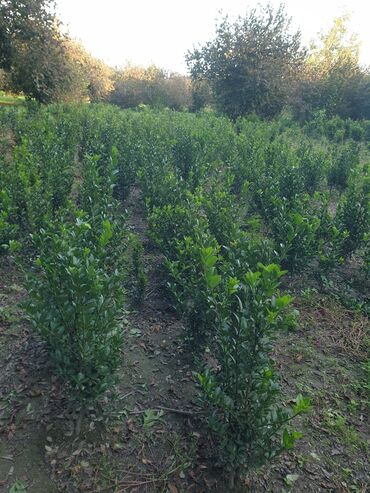 Çöl bitkiləri: Hedc üçün həmişəyaşıl dekorativ kollar boyu 100 və cm120 3azn — 8