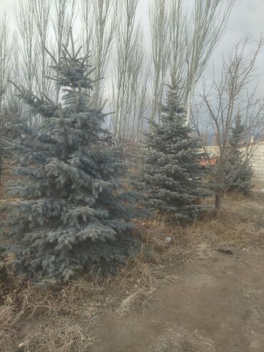 куплю ель in Кыргызстан | СЕМЕНА И УЛИЧНЫЕ РАСТЕНИЯ: Голубой ель 3 метр,25000сом