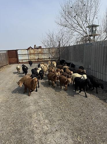 Баран, овца: Продаю | Овца (самка), Ягненок, Баран (самец) | Гиссарская, Полукровка, Меринос | На забой, Для разведения, Для шерсти | Племенные, Кастрированные, Осеменитель — 10