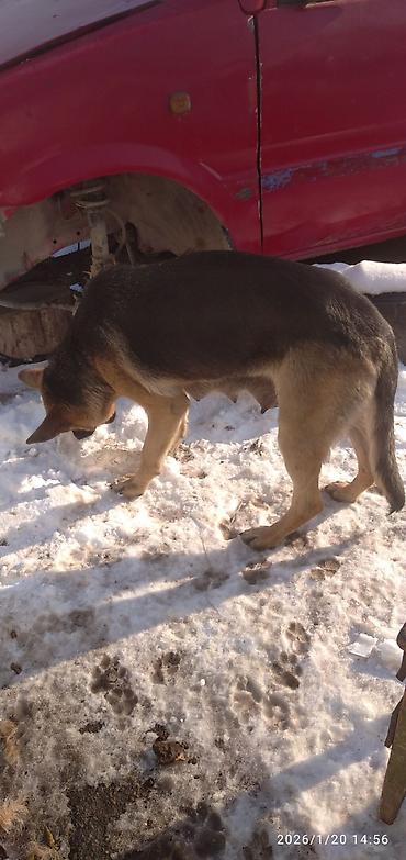 Продажа собак: Овчарка, 1 месяц, Самка at lalafo.kg — 8 Продажа собак: Овчарка, 1 месяц, Самка — 8